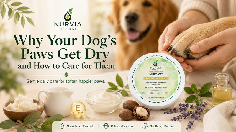Why Your Dog’s Paws Get Dry and How to Care for Them